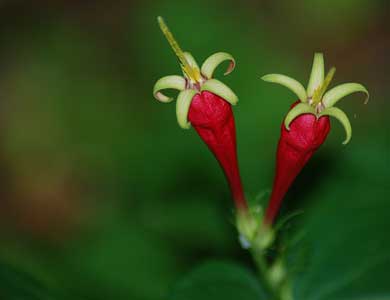 Indian Pink Native Wildflower