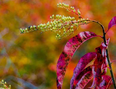 Fall Foliage